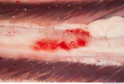 Photo Textures of RAW Pork Meat